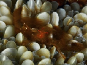 An orang-utan crab (Achaeus japonicus) with conspicuous eyes on a coral, dive site Gondol East,