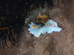 Turquoise-coloured racing stripe whirlpool worm (Pseudoceros bifurcus) with orange accents on