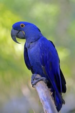 Hyacinth Macaw (Anodorhynchus hyacinthinus), adult on wait, Pantanal, Brazil, South America