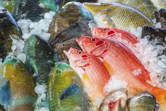 Red Sea Fish, Fish Market in Hurghada, Egypt, Africa