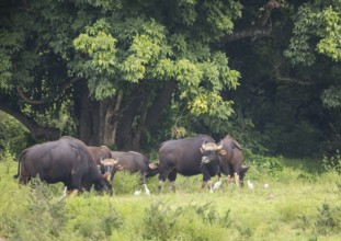 Gaur (Bos gaurus), Khiri Khan, Hua Hin, Kui Buri National Park, Thailand, Asia