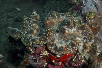 Detailed giant clam, Tridacna squamosa with brown-white texture, surrounded by corals, dive site