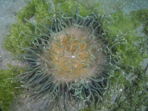 A sea anemone with green tentacles, corkscrew anemone (Macrodactyla doreensis), on a sandy bottom,