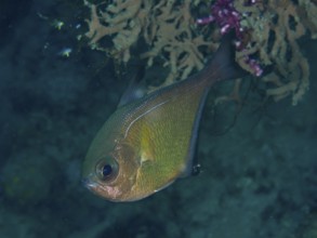 A fish, hatchetfish (Pempheris adusta) swimming in the shady area of the coral reef, dive site