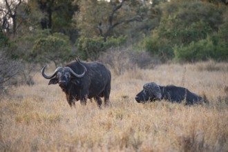 African buffalo (Syncerus caffer caffer) with red-billed oxpecker (Buphagus erythrorynchus), adult