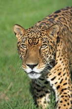 Jaguar (Panthera onca), adult, male, portrait, attentive, Pantanal, Brazil, South America