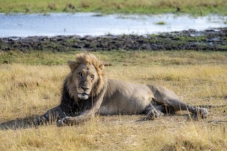 Lion (Panthera leo), adult male, lying in dry grass, Khwai, Okavango Delta, Moremi Game Reserve,