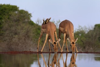 Black heeler antelope (Aepyceros melampus), female, group, at the water, drinking, with red-billed