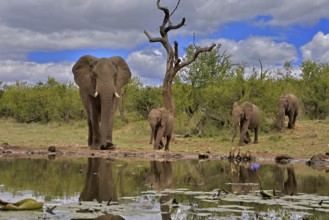 African elephant (Loxodonta africana), adult, female, mother, young, mother with young, at the