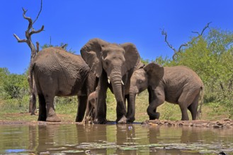 African elephant (Loxodonta africana), adult, juvenile, group, at the water, drinking, Kruger