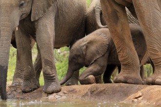 African elephant (Loxodonta africana), young animal, calf, baby elephant, mother, young animal with