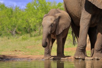 African elephant (Loxodonta africana), young animal, mother, young animal with mother, at the