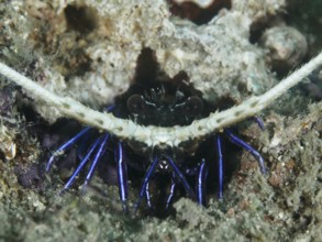 Painted rock crayfish (Panulirus versicolor) hidden under a rock in the sea, dive site Gondol East,