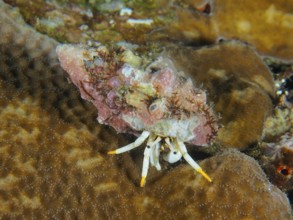 A hermit crab in pink and brown shell, Small White Hermit Crab (Calcinus minutus), on corals, dive