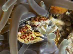 Vividly coloured porcelain crab, spotted porcelain crab (Neopetrolisthes maculatus), in a sea