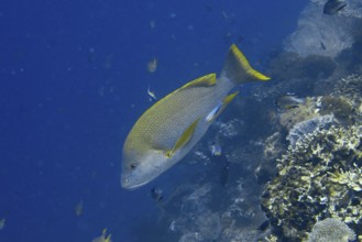 Large yellow-grey fish, Mangrove snapper (Lutjanus rivulatus), gliding along a coral reef in blue