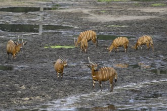 Bongo antelopes (Tragelaphus eurycerus) in the Dzanga Bai forest clearing, Dzanga-Ndoki National