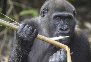 Western lowland gorilla (Gorilla gorilla gorilla) eating, male animal, Réserve Lésio-Louna nature