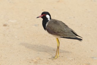 Red lapwing (Vanellus indicus) in the sand in Yala Natioal Park, Southern Province, Sri Lanka, Asia