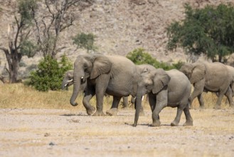 Desert elephants (Loxodonta africana) in the Huab dry river, Damaraland, Kunene region, Namibia,