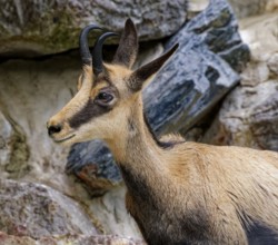 Animal portrait, chamois (Rupicapra rupicapra), goat-like, captive, occurring in Europe and Asia