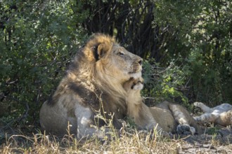 Lion (Panthera leo), with a small cub having interaction in the shade. Both animals are on the