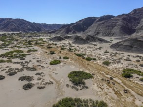 Desert elephants (Loxodonta africana) in the Hoanib dry river, aerial view, Kaokoveld, Kunene