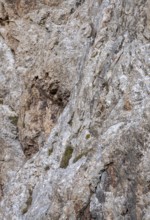 Siberian or siberian ibex (Capra sibirica) in a rock face, search image, Sary Beles Mountains,