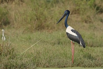 Black-necked stork (Ephippiorhynchus asiaticus), female, Keoladeo Ghana National Park, Rajasthan,