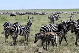 Zebras (Equus burchelli) with blue wildebeests (Connochaetes taurinus), Serengeti National Park,