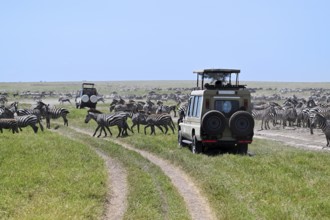 Tourists watching migration of zebras (Equus burchelli) from jeep safari, Serengeti National Park,