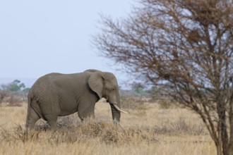 African bush elephant (Loxodonta africana), adult male feeding on dry grass, foraging, savanna,