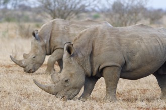 Southern white rhinoceros (Ceratotherium simum simum) with birds, two adult males feeding on dry