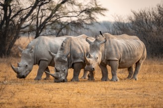 Southern white rhinoceros (Ceratotherium simum simum), three rhinos in the evening light, Khama