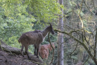 One female Himalayan Tahr (Hemitragus jemlahicus) standing on rocks in a forest. Green forest in