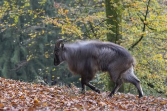 One male Himalayan Tahr (Hemitragus jemlahicus) standing in a forest. Green and yellow forest in