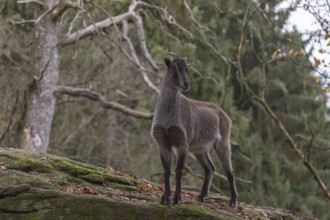 One female Himalayan Tahr (Hemitragus jemlahicus) standing in a forest. Green and yellow forest in