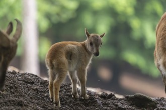 A female Himalayan tahr (Hemitragus jemlahicus) stands on a forest edge with one young. In the