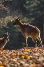 Two female Himalayan tahr (Hemitragus jemlahicus) are backlit in a forest. In the background is a