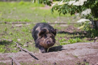 Kunekune pig, sus scrofa domesticus, a domestic breed from New Zealand