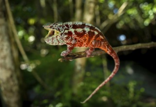 Male panther chameleon in the lowland rainforests of eastern Madagascar