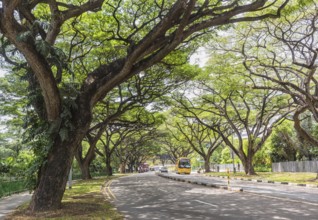 Huge trees on the streets of Singapore