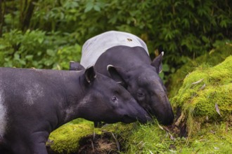 Two Malayan tapir (Acrocodia indica), one male and one female meet in a small clearing in the