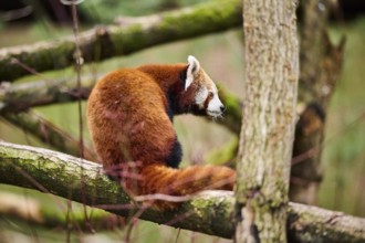 Red panda (Ailurus fulgens) sitting on a branch, Germany, Europe