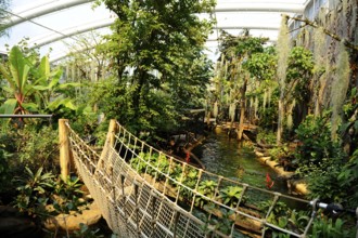 Tropical botanical garden with suspension bridge and lush vegetation. Green plants and trees create