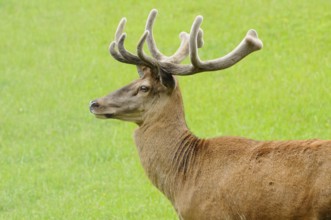 A stag with impressive antlers in side view stands calmly on a green meadow, red deer (Cervus