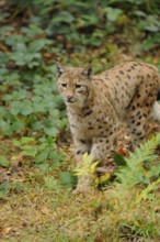 A lynx sneaks through a vegetated forest, keeping a watchful eye on its surroundings, Eurasian lynx