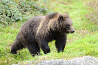 Brown bear walking through green grassland, looking curious, Eurasian brown bear (Ursus arctos