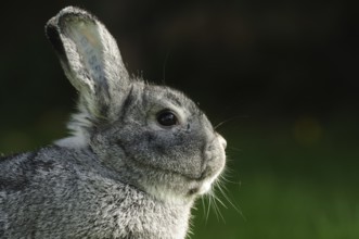 Close-up of a grey hare against a dark background, domestic rabbit (Oryctolagus cuniculus forma