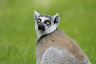 Lemur looking curiously over his shoulder into the camera, with green background, Ring-tailed Lemur